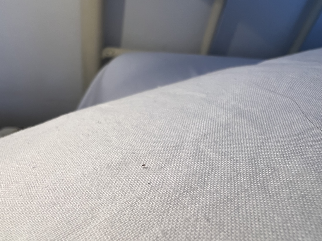 Lessons from a Digital Nomad - Bedbugs at Malaga Spain